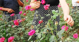 农民另辟蹊径，种植“大马士革玫瑰”，每亩纯效益超8000元